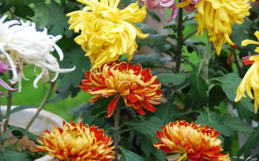 大观园赏菊花