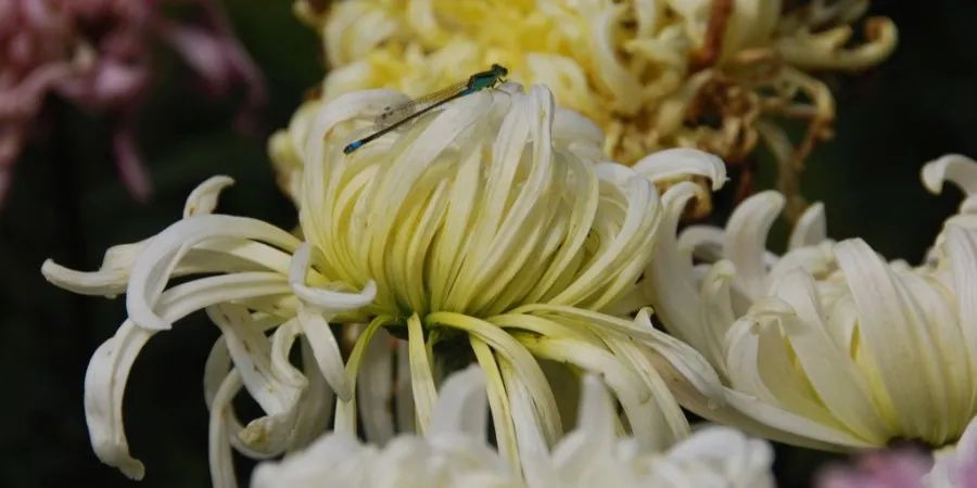 大观园赏菊花