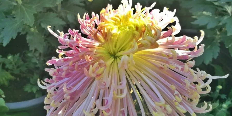 大观园赏菊花