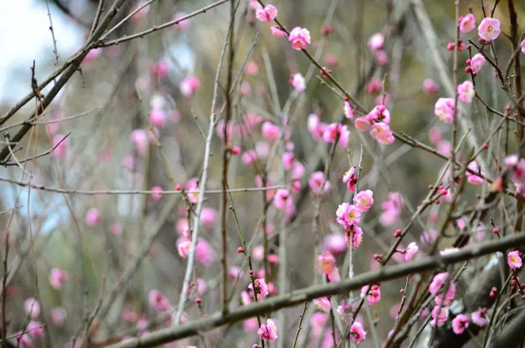 黑龙潭赏梅花