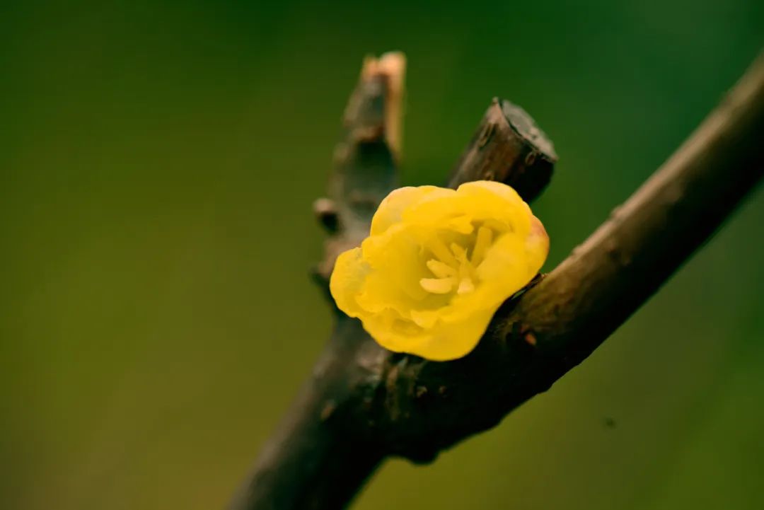 黑龙潭赏梅花