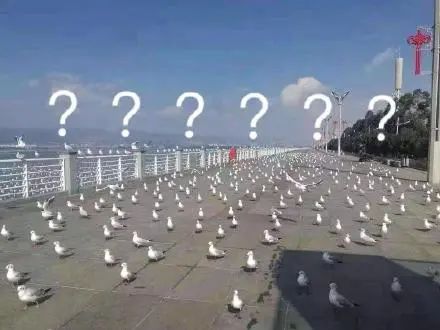 懵逼的海鸥