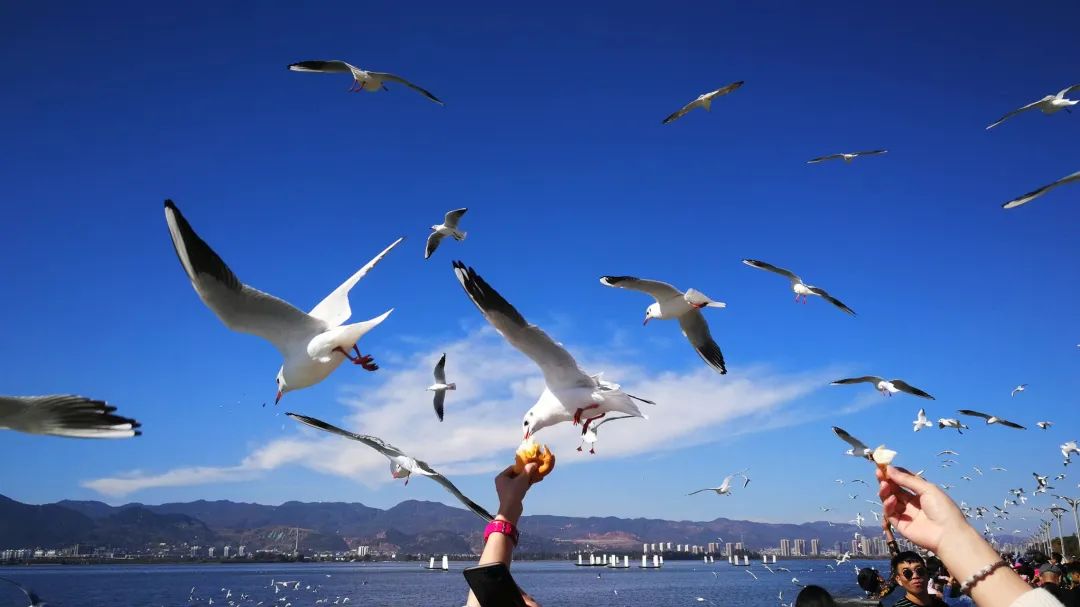 翠湖海鸥