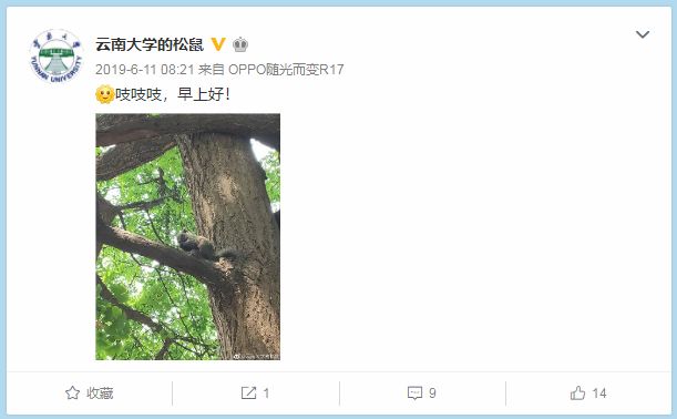 云大松鼠的微博