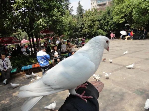 广场鸽子