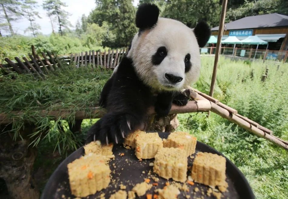 圆通山熊猫吃月饼