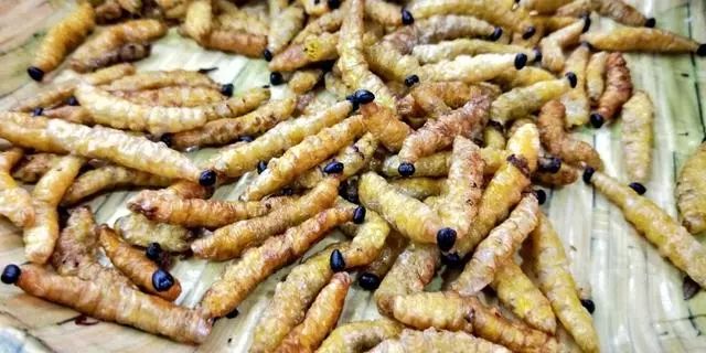 炸竹虫