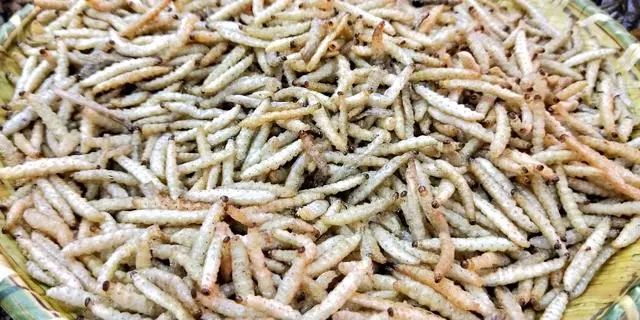 炸竹虫