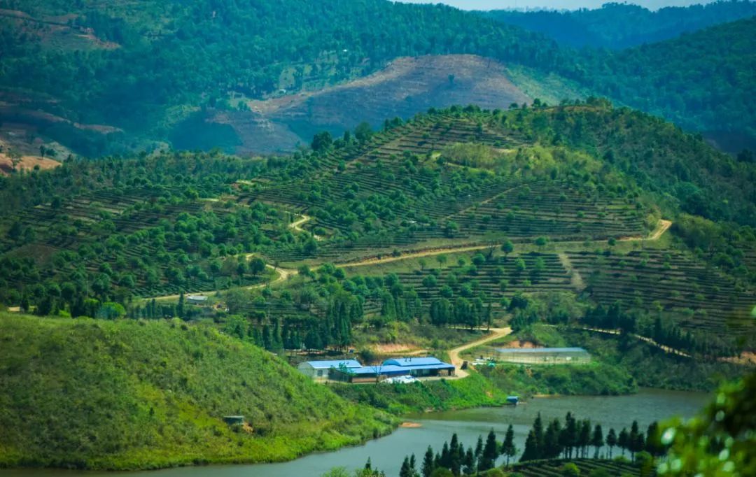 普洱六大古茶山，你知道有哪些吗？