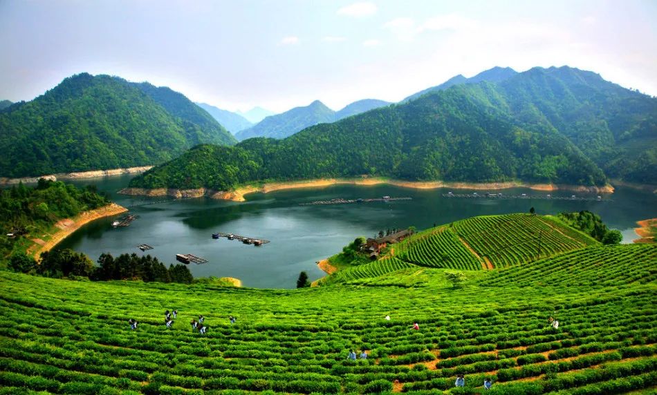 普洱六大古茶山，你知道有哪些吗？
