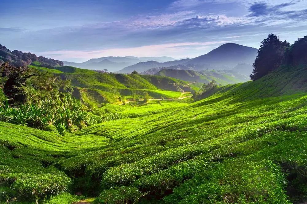 普洱六大古茶山，你知道有哪些吗？