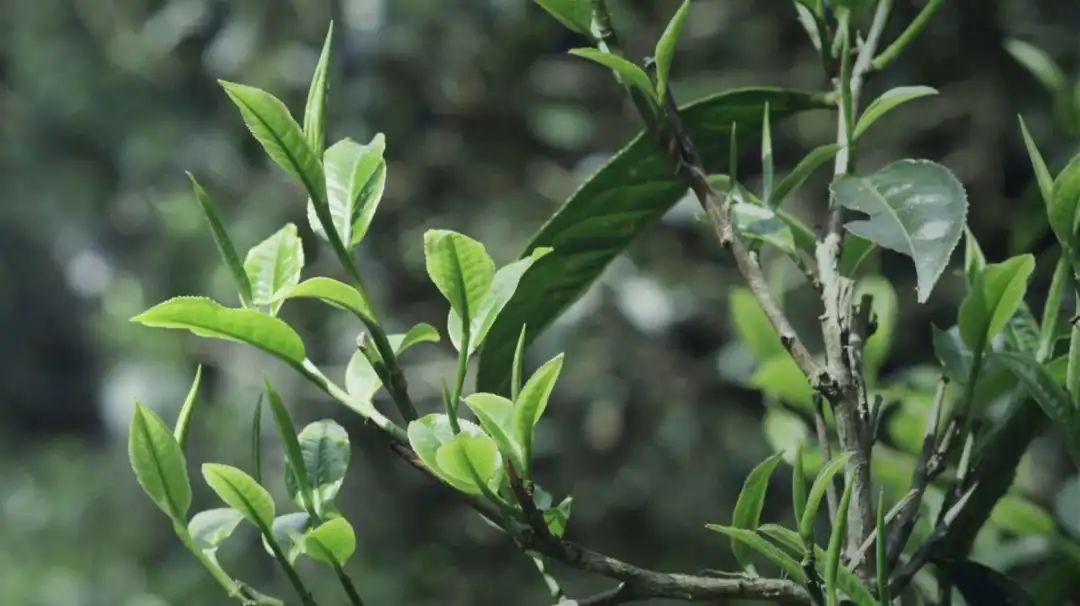 普洱六大古茶山，你知道有哪些吗？