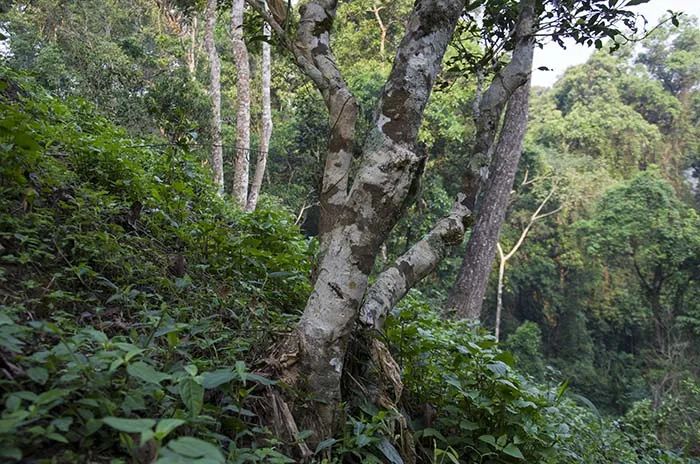 普洱六大古茶山，你知道有哪些吗？
