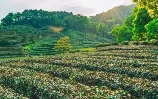 普洱六大古茶山，你知道有哪些吗？