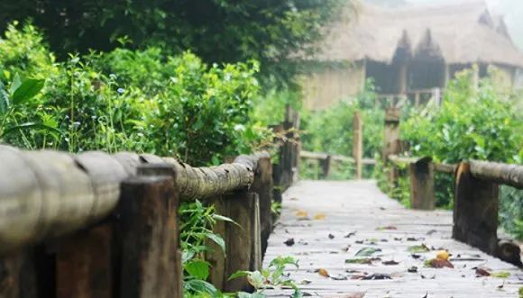 普洱六大古茶山，你知道有哪些吗？