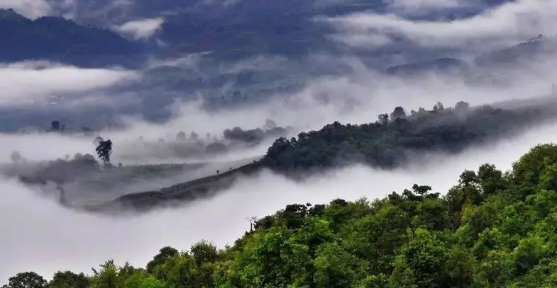 普洱六大古茶山，你知道有哪些吗？