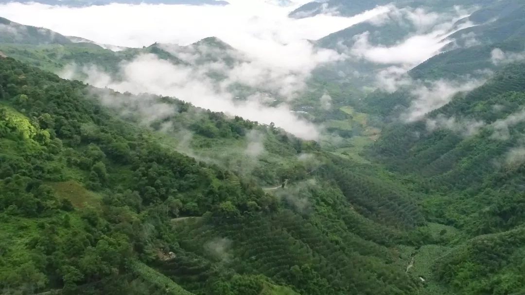 普洱六大古茶山，你知道有哪些吗？