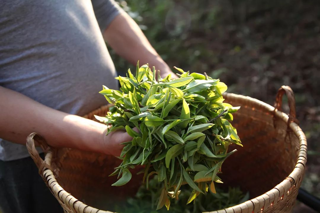 普洱六大古茶山，你知道有哪些吗？