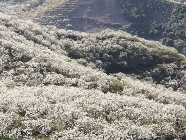在春天的云南，一定要做这20件事！