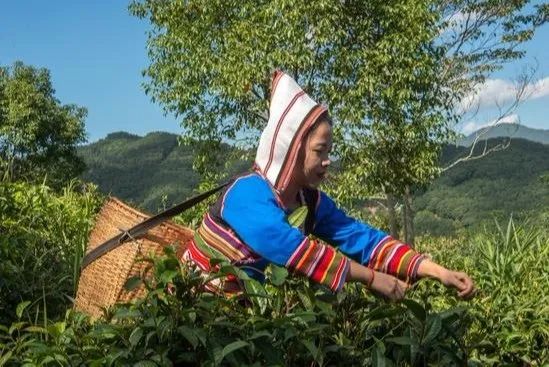 糯米香茶居然有毒，到底还能喝吗？
