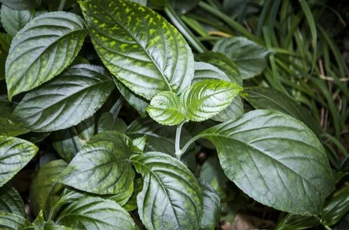 糯米香茶居然有毒，到底还能喝吗？