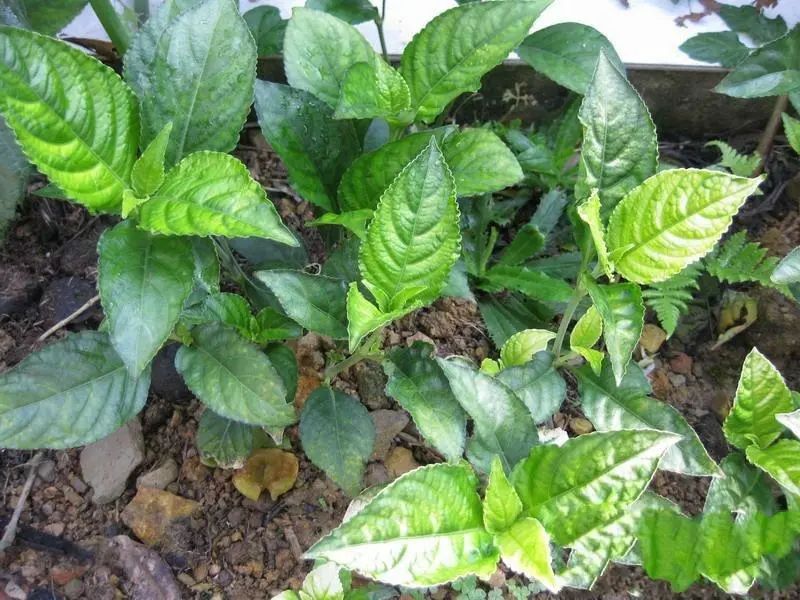 糯米香茶居然有毒，到底还能喝吗？