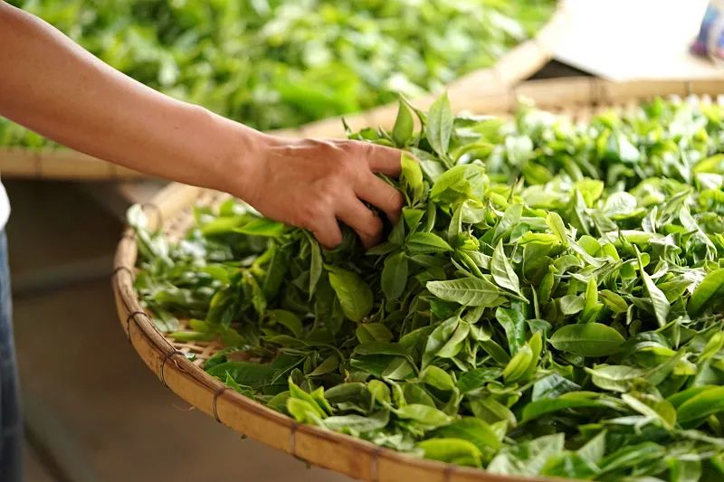糯米香茶居然有毒，到底还能喝吗？