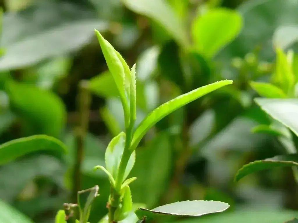 茶的名字，可以有多美？