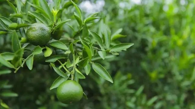 玲珑的小青柑，为什么会这么火？
