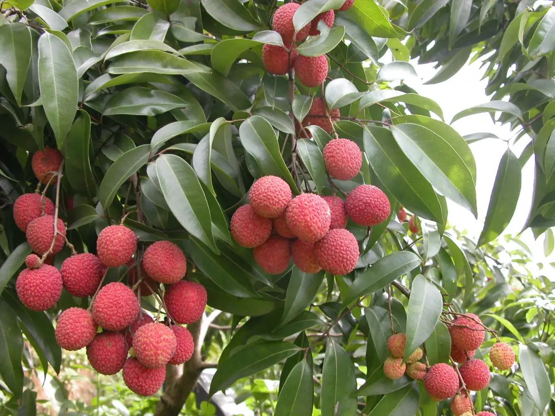 荔枝
