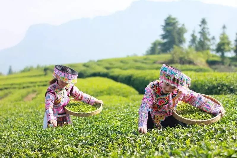爱茶的你，知道多少关于茶的节日？