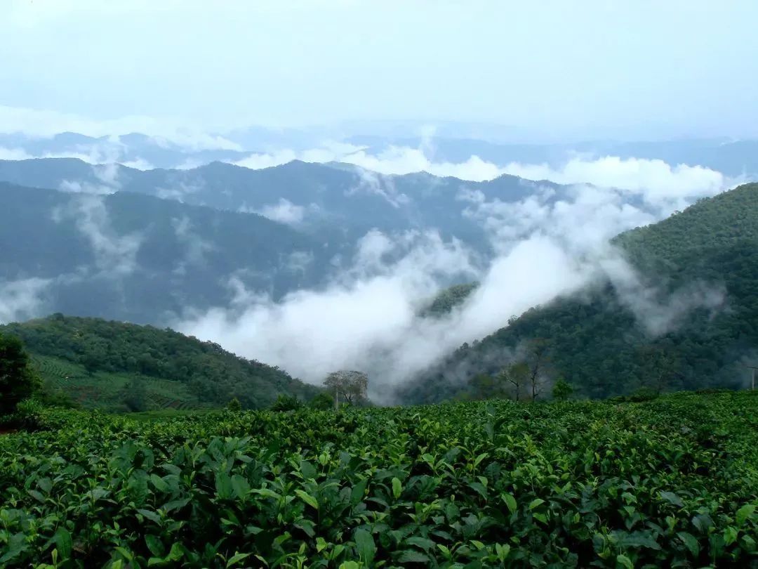 爱茶的你，知道多少关于茶的节日？