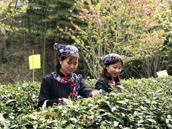 爱茶的你，知道多少关于茶的节日？