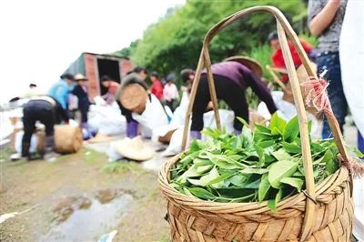 爱茶的你，知道多少关于茶的节日？