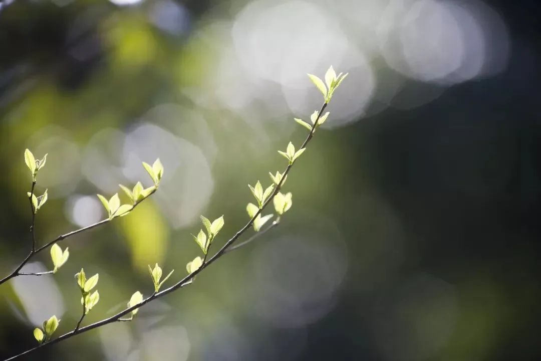 爱茶的你，知道多少关于茶的节日？