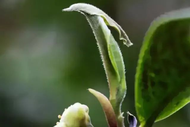 爱茶的你，知道多少关于茶的节日？