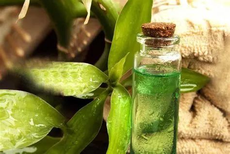 你买的茶油，是真茶油吗？