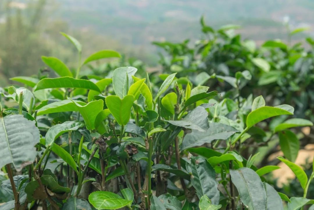 你买的茶油，是真茶油吗？