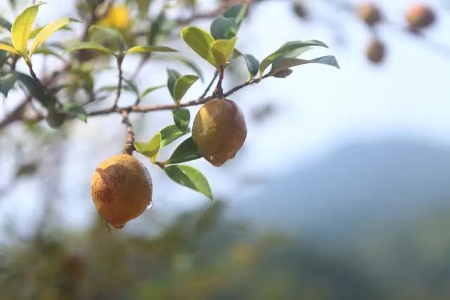 你买的茶油，是真茶油吗？