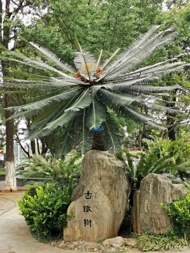 古铁树