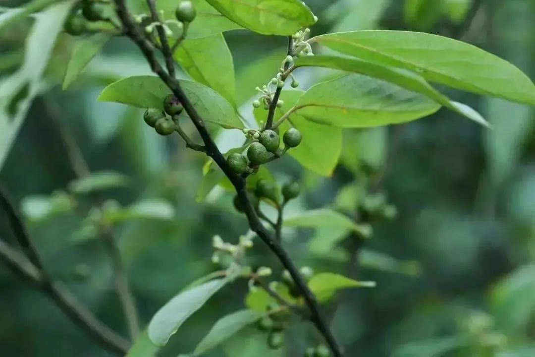 木姜子泡鸡脚
