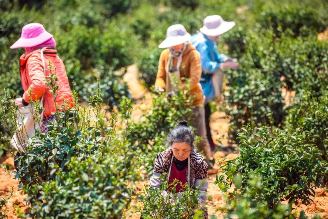 昆明历史名茶，一壶就能香到街尾～