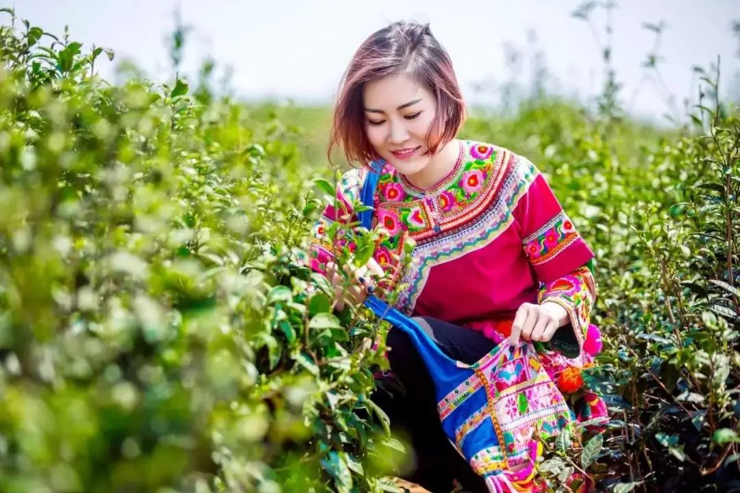 昆明历史名茶，一壶就能香到街尾～