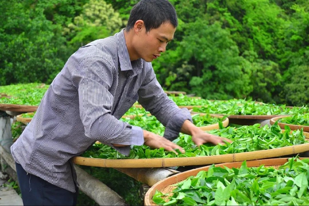 爱茶的你一定要了解，茶叶是怎么制成的