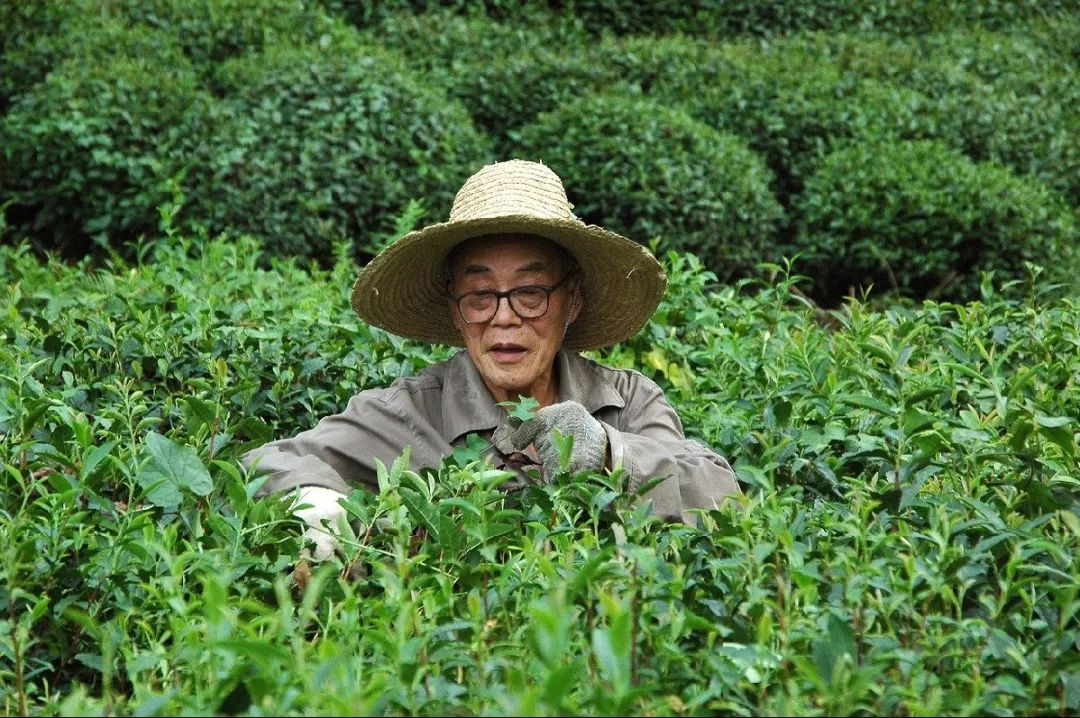 爱茶的你一定要了解，茶叶是怎么制成的
