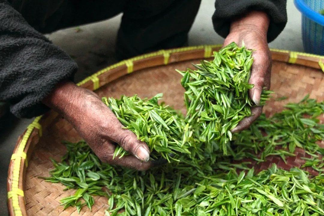 爱茶的你一定要了解，茶叶是怎么制成的