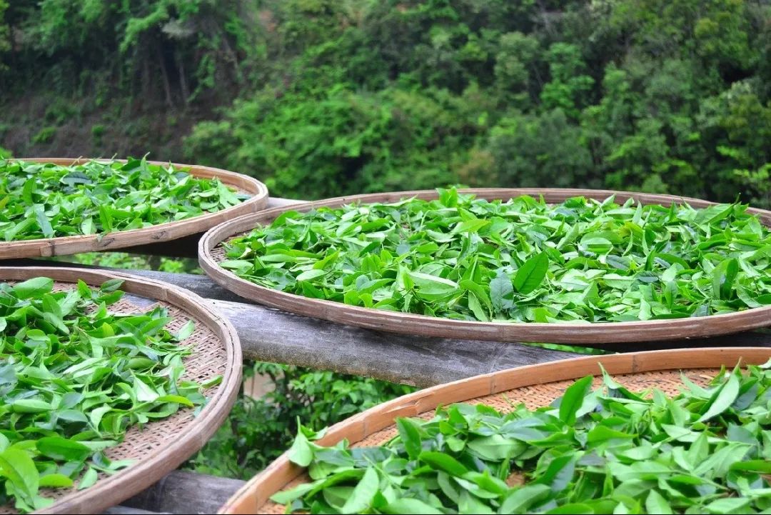 爱茶的你一定要了解，茶叶是怎么制成的