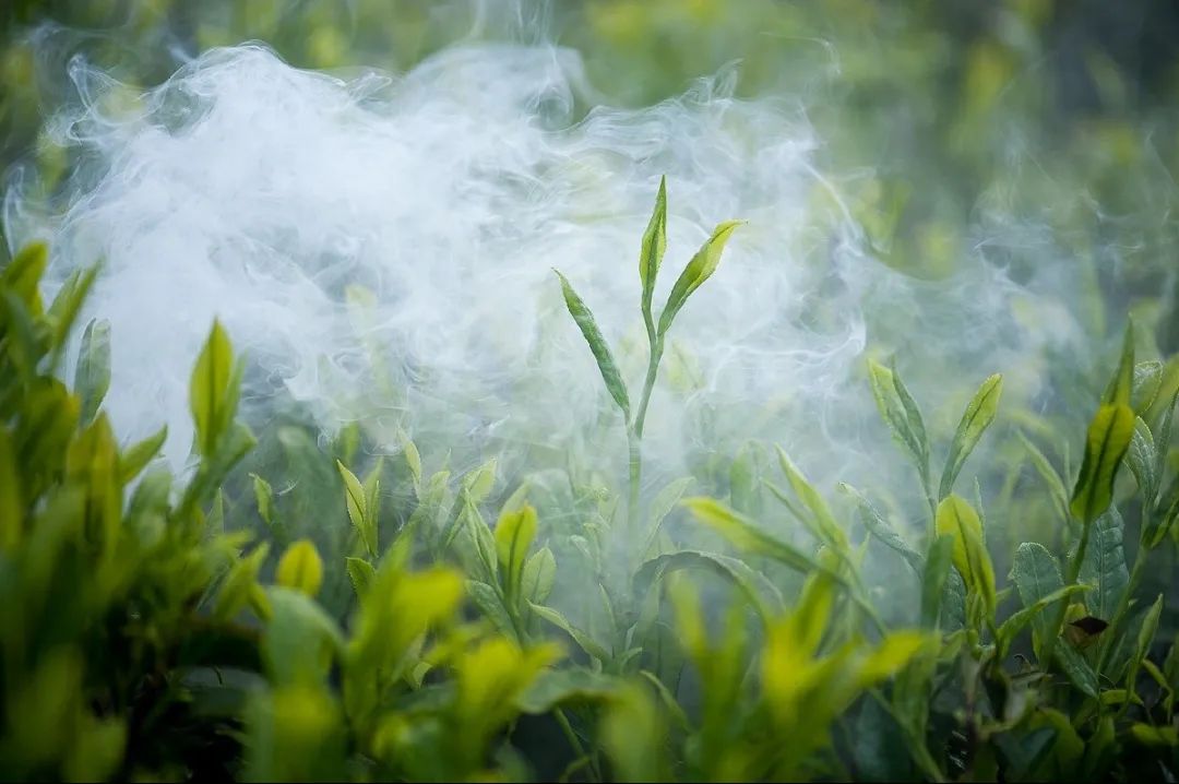 爱茶的你一定要了解，茶叶是怎么制成的