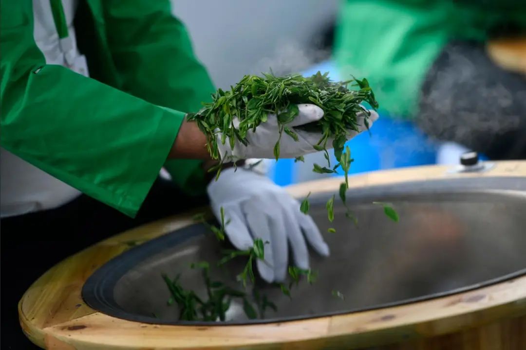 爱茶的你一定要了解，茶叶是怎么制成的