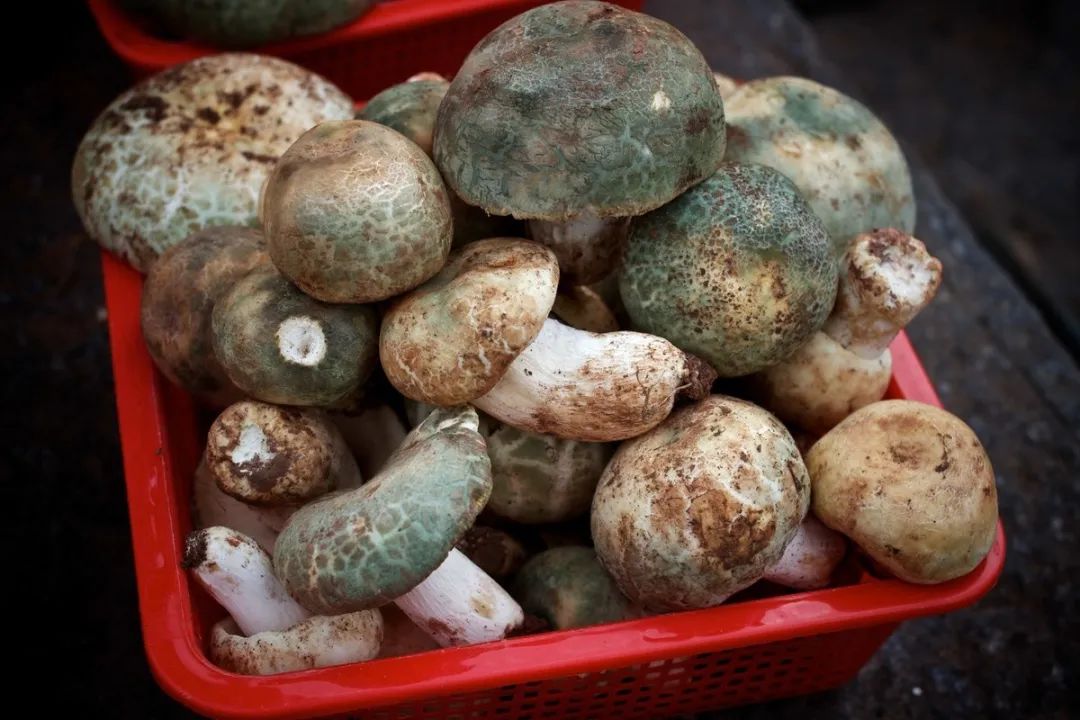 青头菌